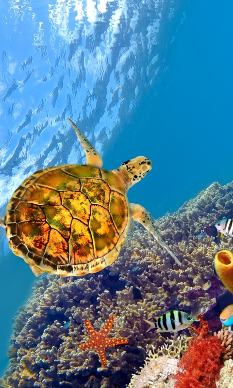 Обои Red Sea Turtle 480x800