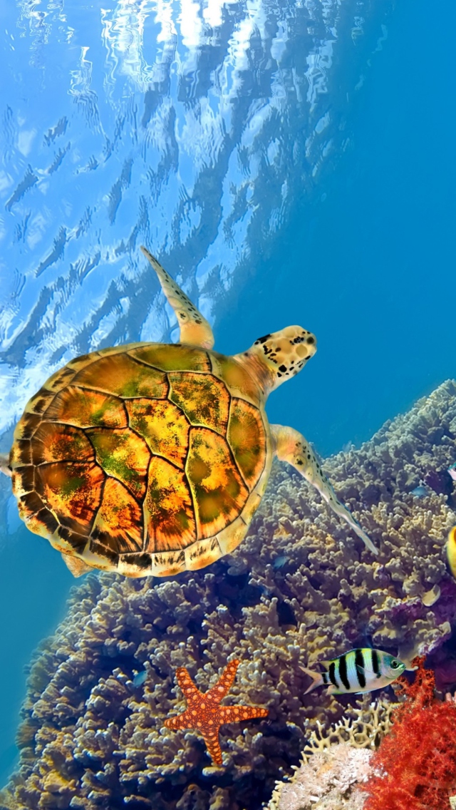 Red Sea Turtle wallpaper 640x1136