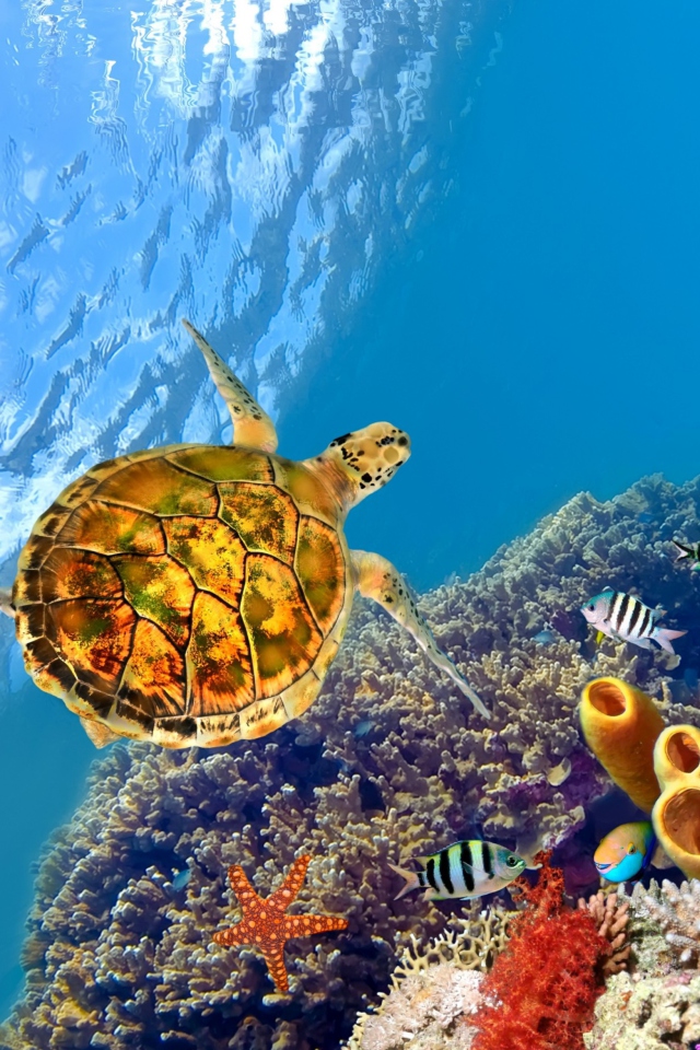 Fondo de pantalla Red Sea Turtle 640x960