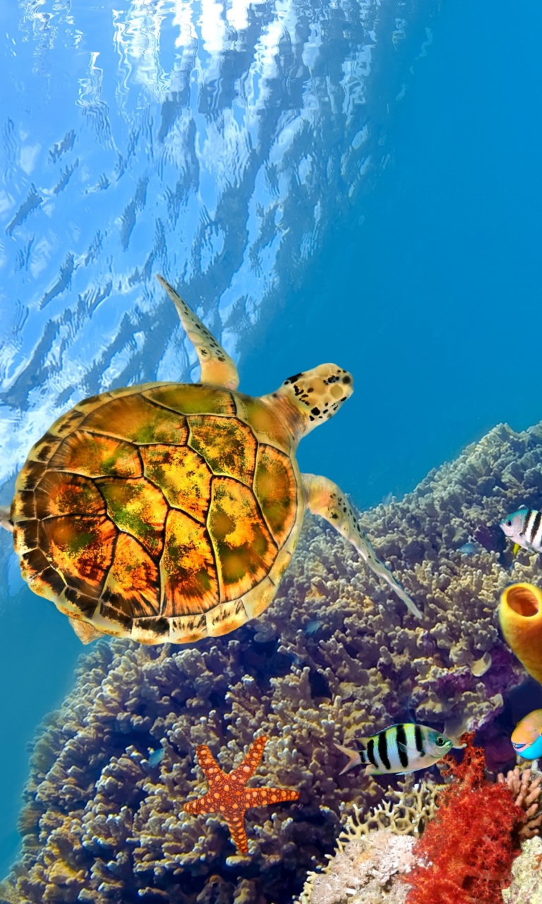 Red Sea Turtle wallpaper 768x1280