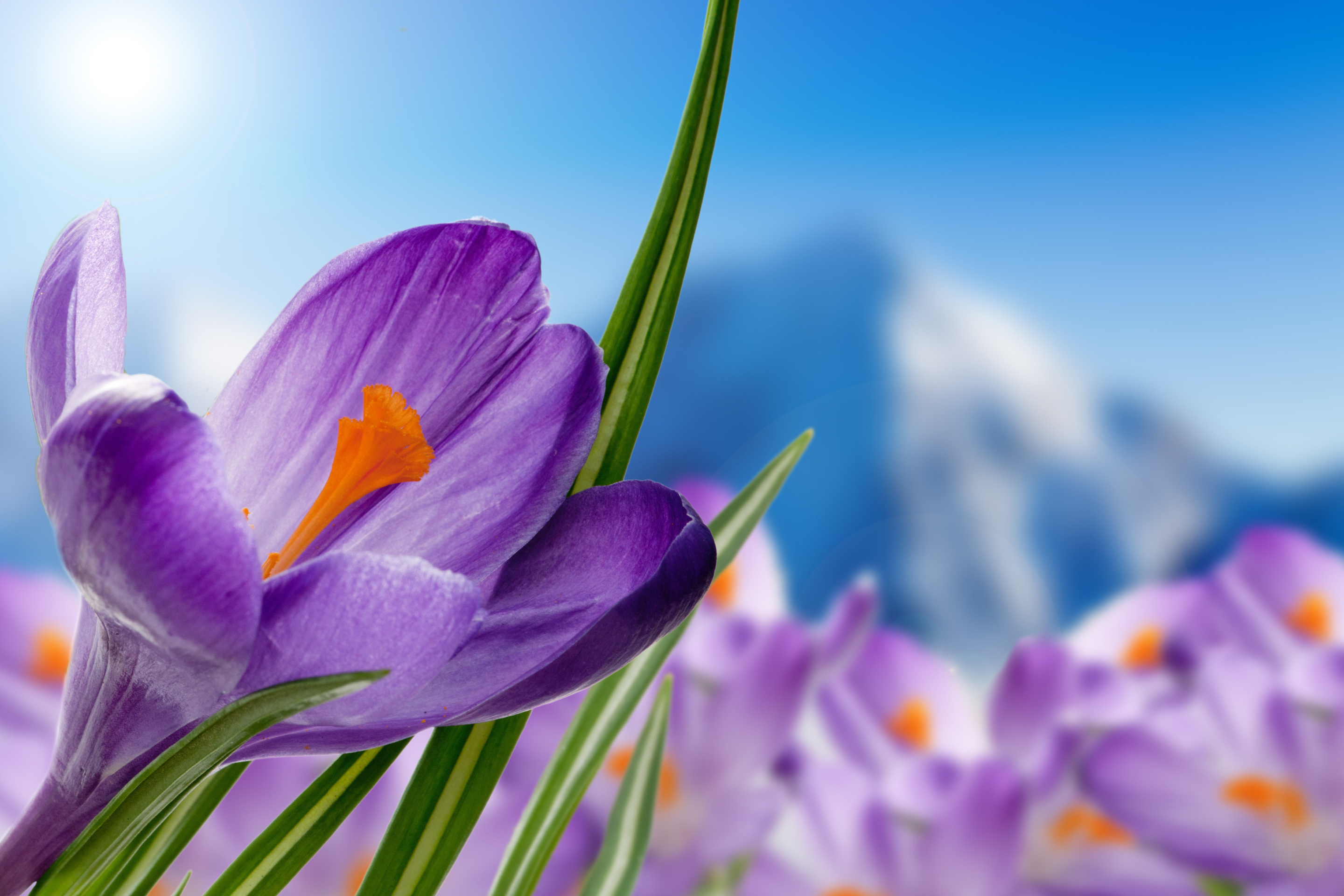 Das Crocuses Image Wallpaper 2880x1920