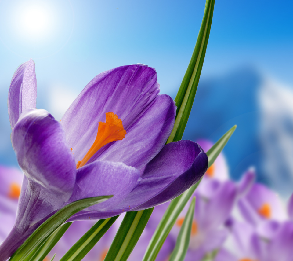 Crocuses Image screenshot #1 960x854