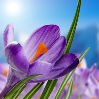 Crocuses Image - Obrázkek zdarma pro 208x208