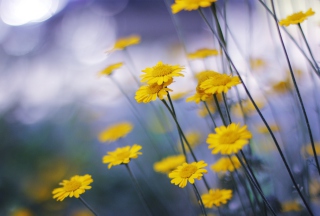 Camomille Flowers - Obrázkek zdarma pro Sony Xperia E1