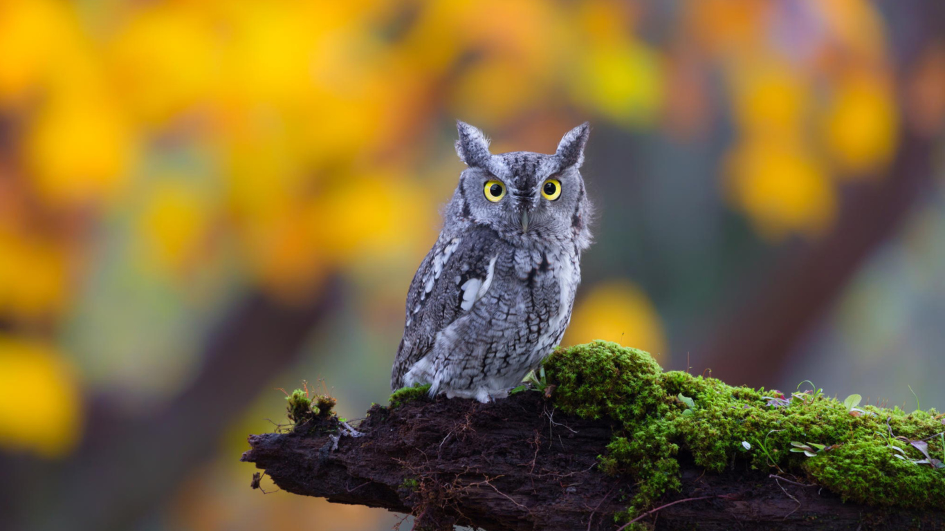 Das Little Owl Yellow Eyes Wallpaper 1366x768