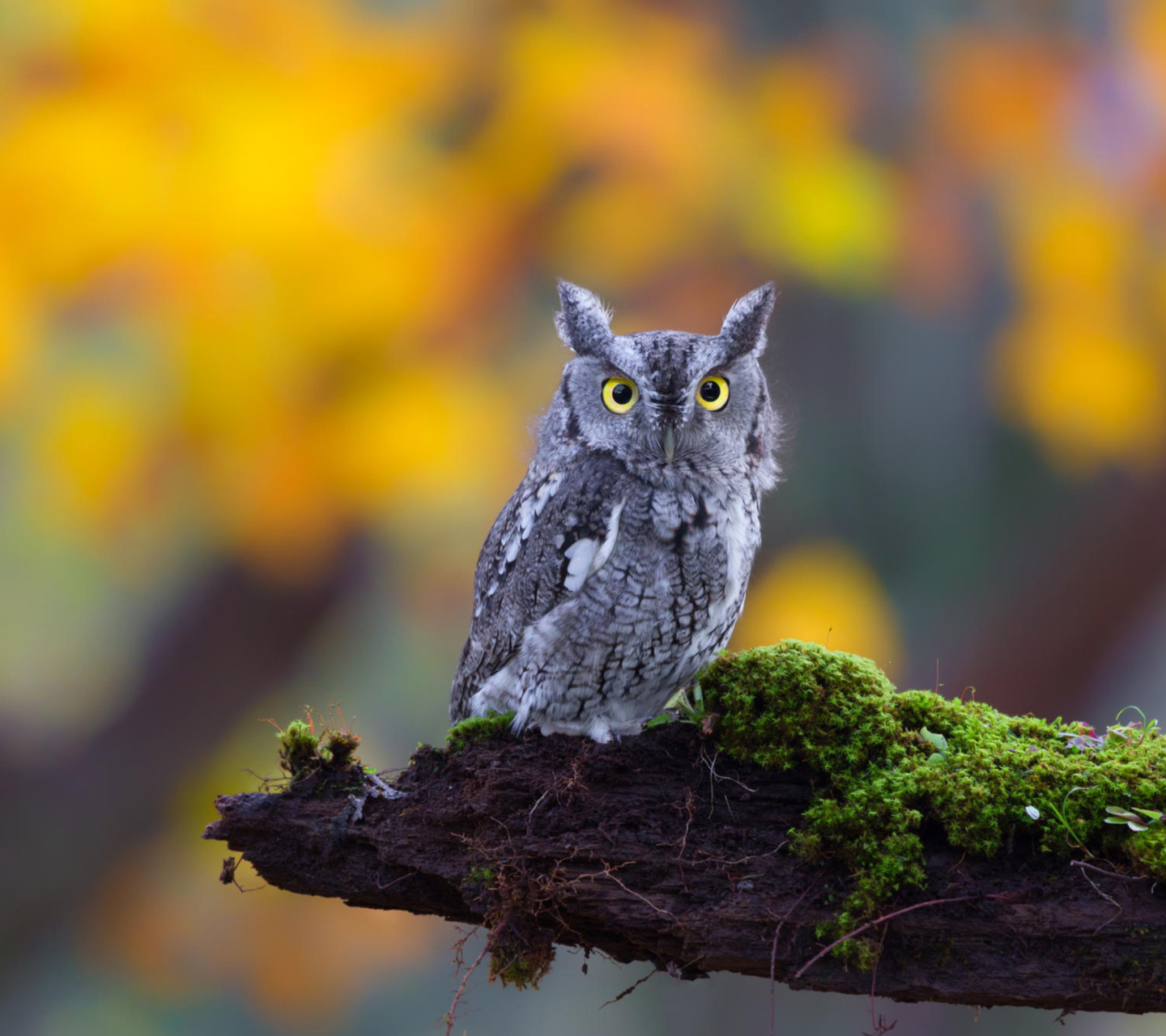 Das Little Owl Yellow Eyes Wallpaper 1440x1280