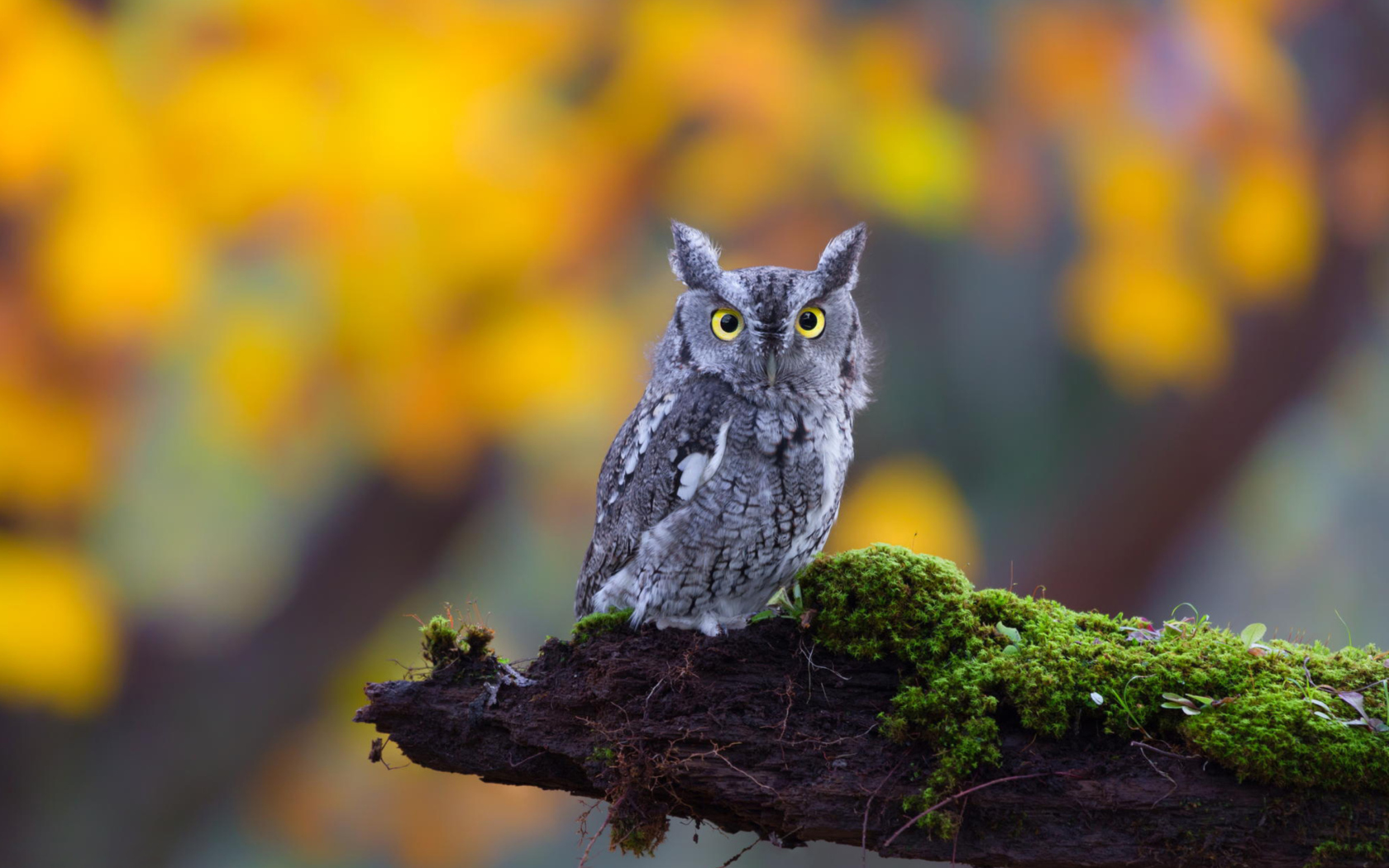 Das Little Owl Yellow Eyes Wallpaper 1680x1050