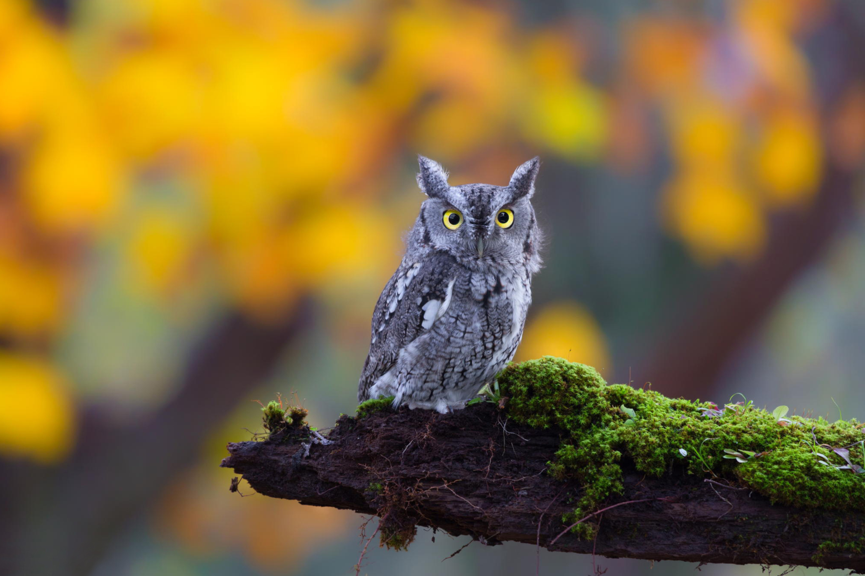 Fondo de pantalla Little Owl Yellow Eyes 2880x1920