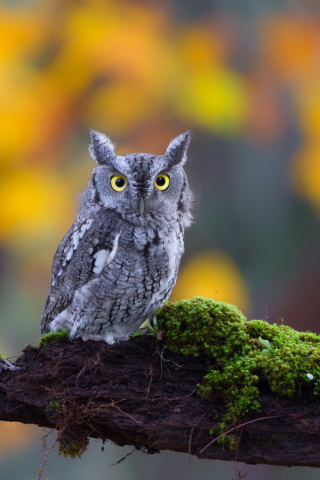 Little Owl Yellow Eyes screenshot #1 320x480