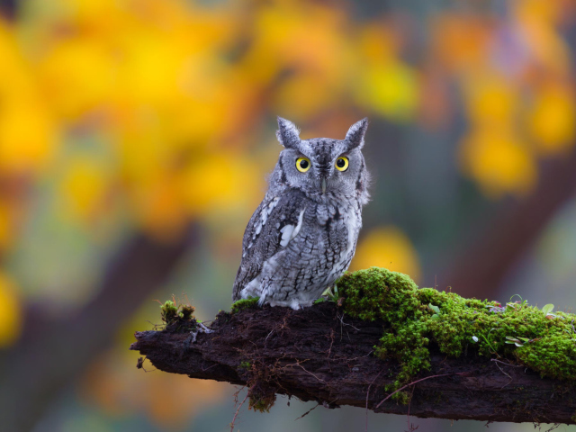 Обои Little Owl Yellow Eyes 640x480