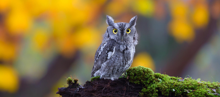 Little Owl Yellow Eyes wallpaper 720x320