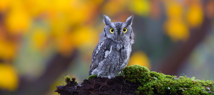 Das Little Owl Yellow Eyes Wallpaper 720x320