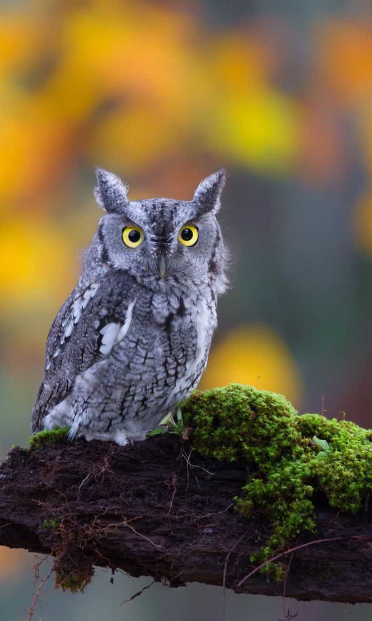 Sfondi Little Owl Yellow Eyes 768x1280