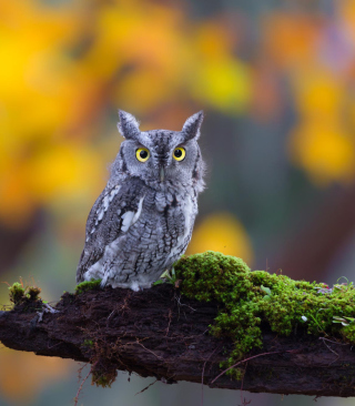 Little Owl Yellow Eyes - Obrázkek zdarma pro iPhone 6 Plus