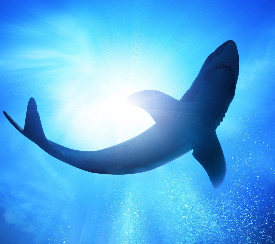 Das Big Shark Wallpaper 1080x960