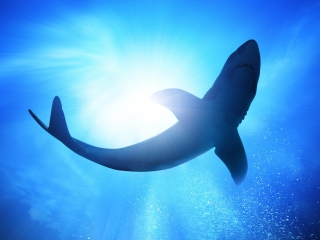 Fondo de pantalla Big Shark 320x240