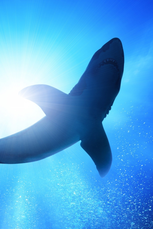 Fondo de pantalla Big Shark 640x960