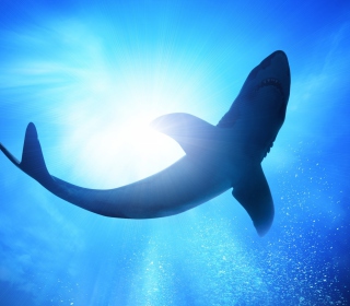Big Shark sfondi gratuiti per iPad mini 2