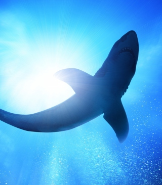 Big Shark Picture for 768x1280