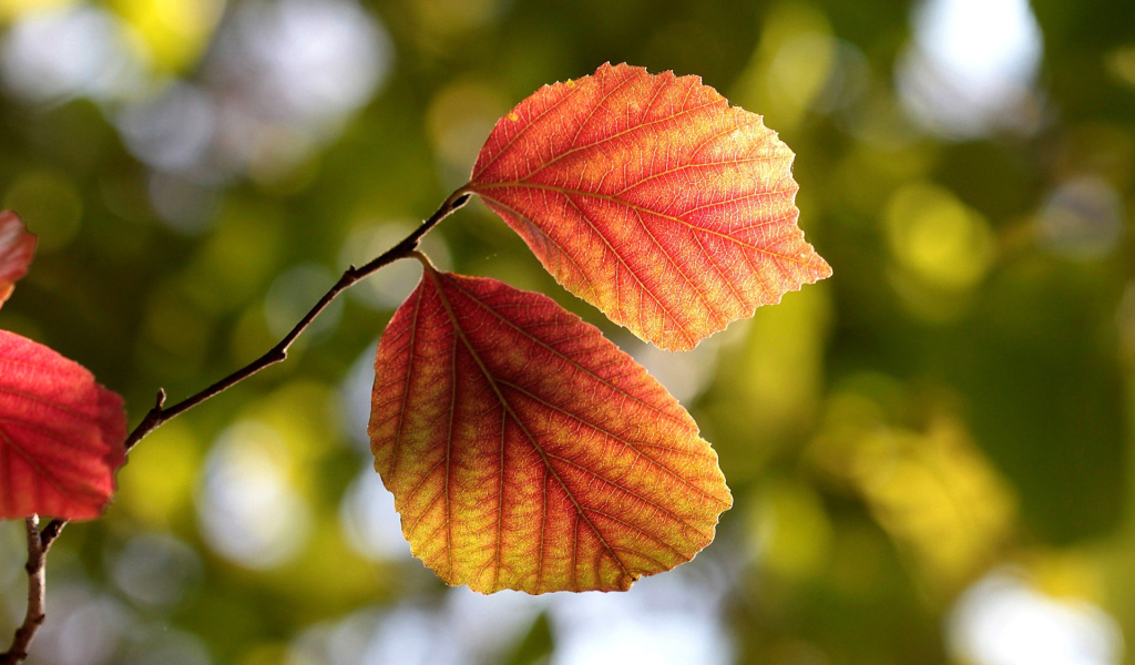 Autumn Macro Leaves screenshot #1 1024x600