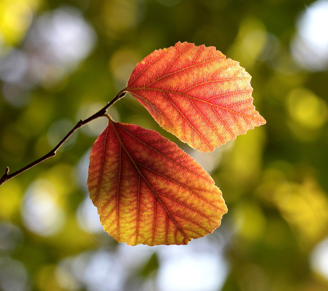 Das Autumn Macro Leaves Wallpaper 1080x960