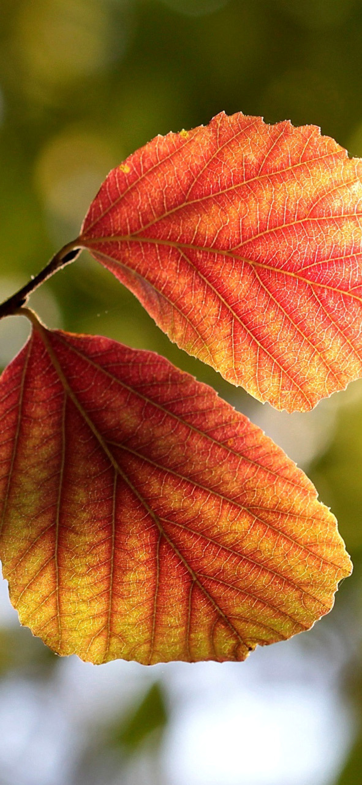 Autumn Macro Leaves screenshot #1 1170x2532