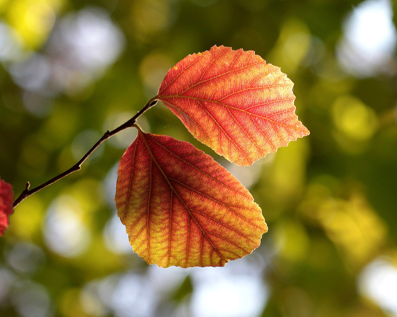 Das Autumn Macro Leaves Wallpaper 1280x1024