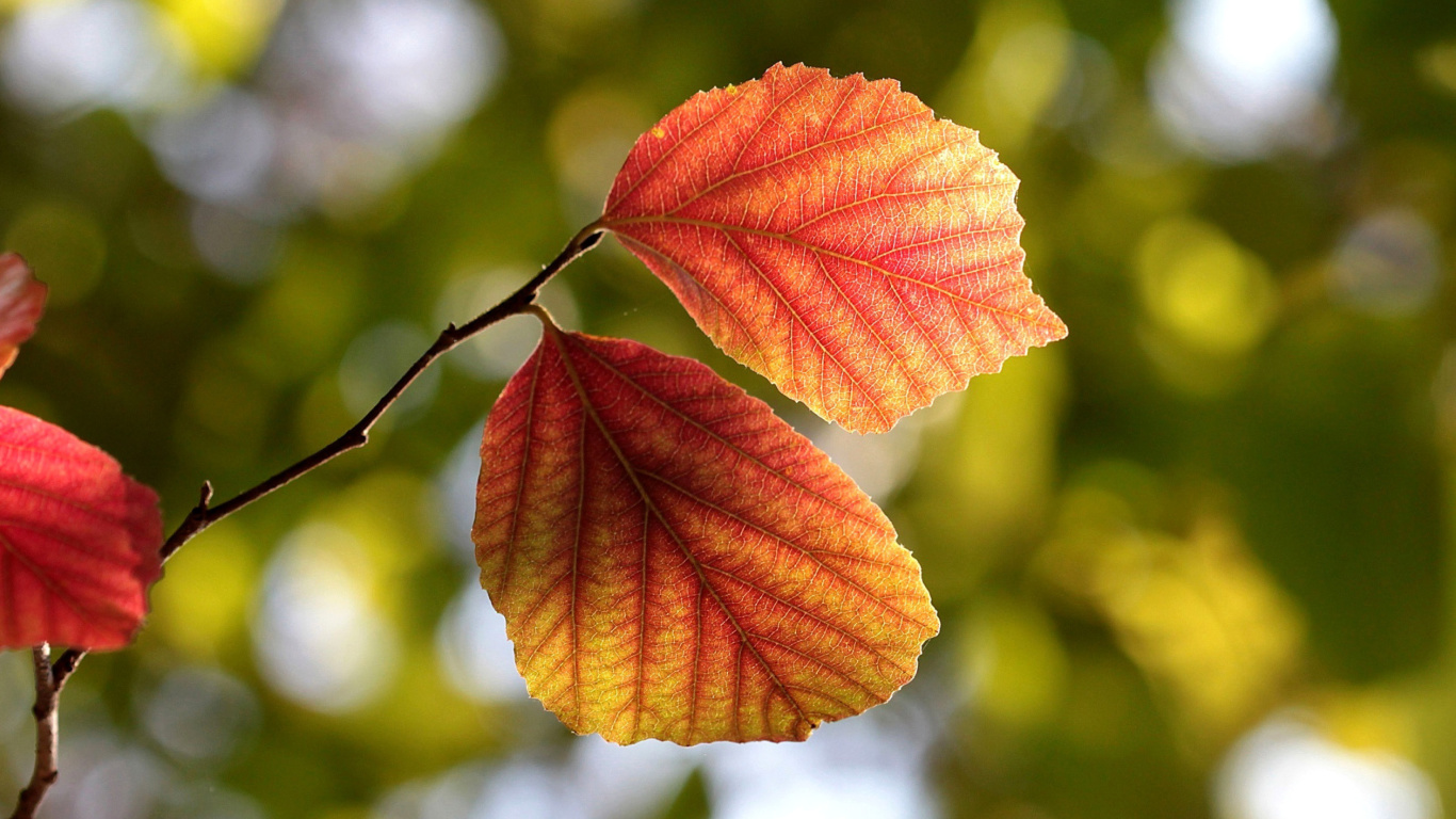 Autumn Macro Leaves wallpaper 1366x768