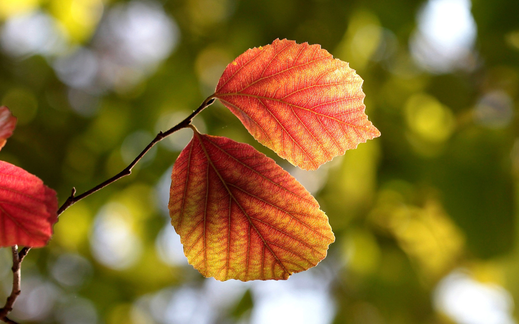 Обои Autumn Macro Leaves 1680x1050