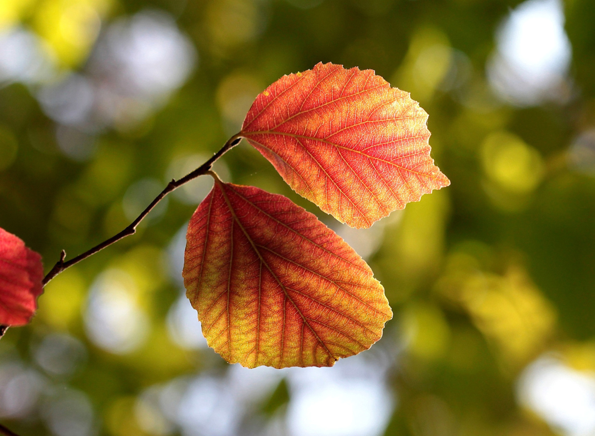 Обои Autumn Macro Leaves 1920x1408