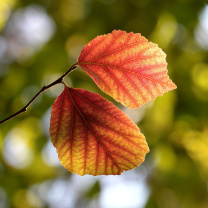 Das Autumn Macro Leaves Wallpaper 208x208