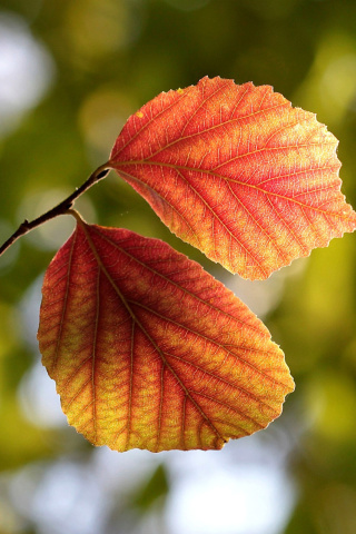 Das Autumn Macro Leaves Wallpaper 320x480
