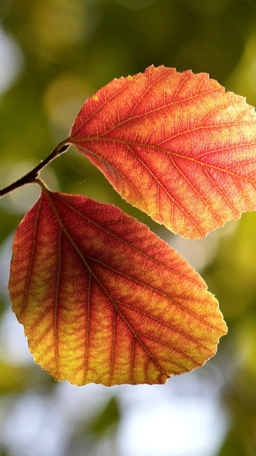 Das Autumn Macro Leaves Wallpaper 360x640