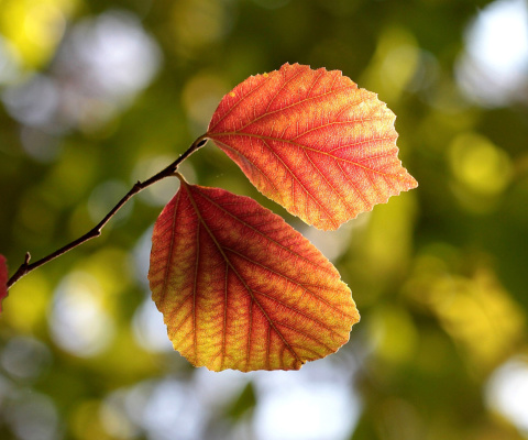 Das Autumn Macro Leaves Wallpaper 480x400