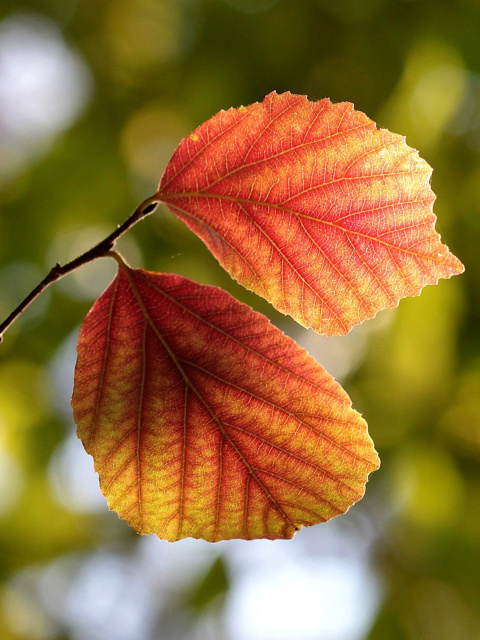 Das Autumn Macro Leaves Wallpaper 480x640