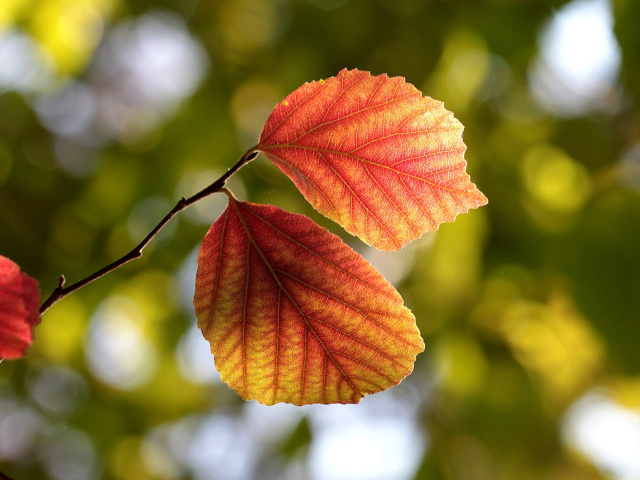 Autumn Macro Leaves wallpaper 640x480