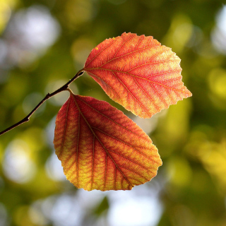 Autumn Macro Leaves sfondi gratuiti per 1024x1024