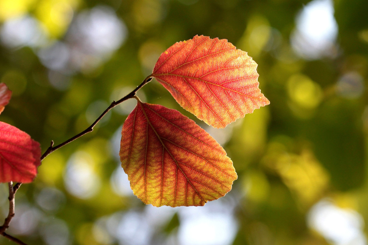 Das Autumn Macro Leaves Wallpaper