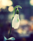 Snowdrop Bokeh screenshot #1 128x160