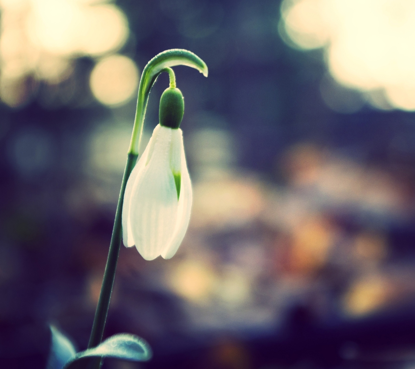 Das Snowdrop Bokeh Wallpaper 1440x1280