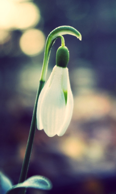 Обои Snowdrop Bokeh 240x400