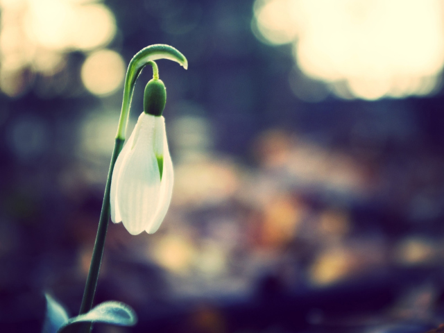 Snowdrop Bokeh screenshot #1 640x480