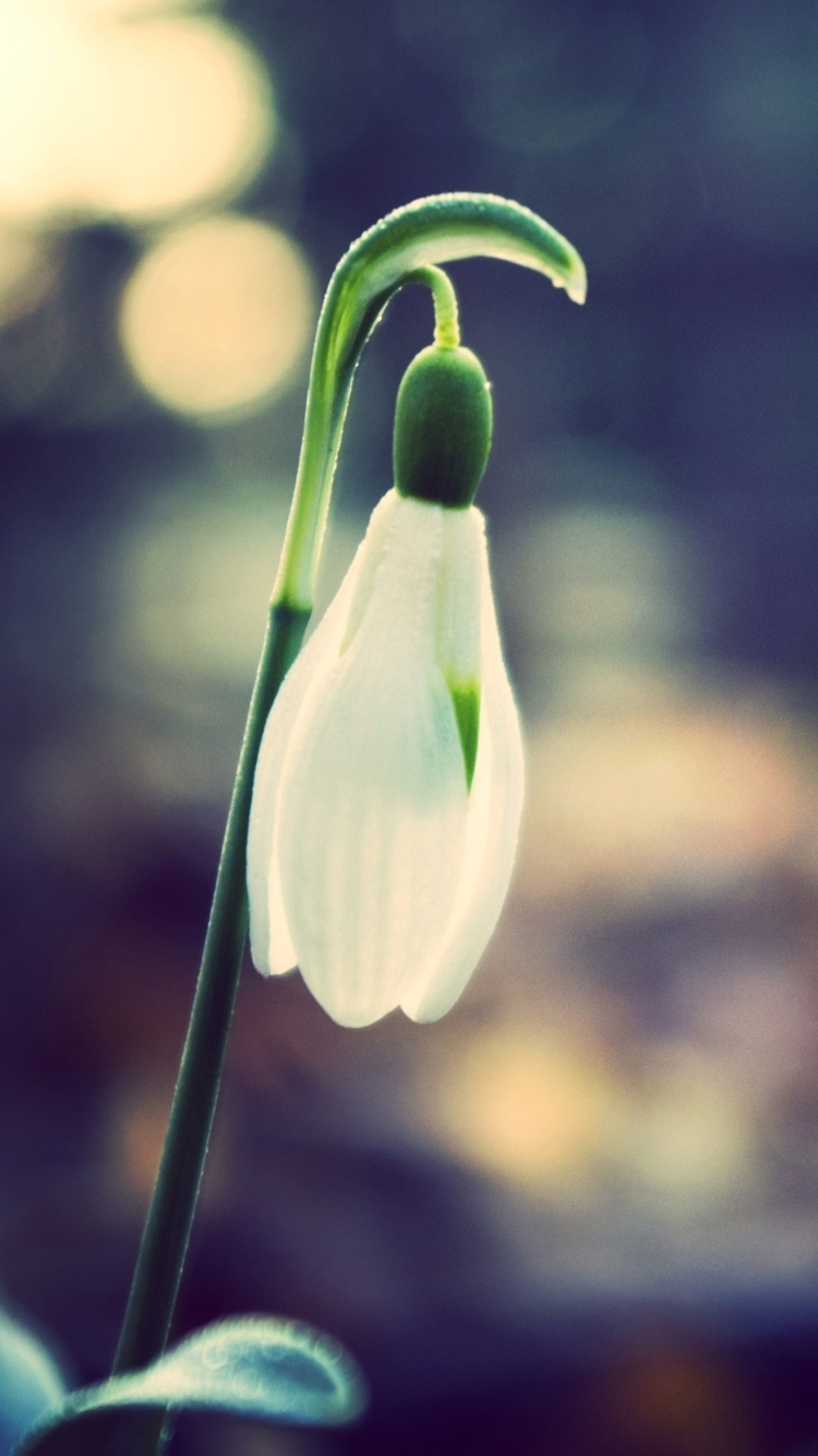 Snowdrop Bokeh wallpaper 750x1334