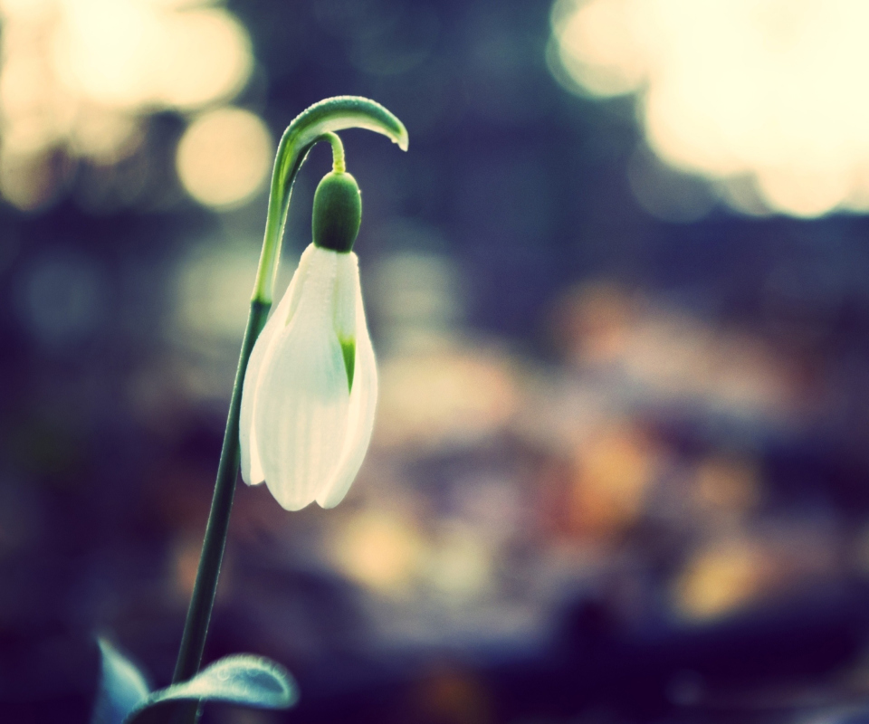 Sfondi Snowdrop Bokeh 960x800