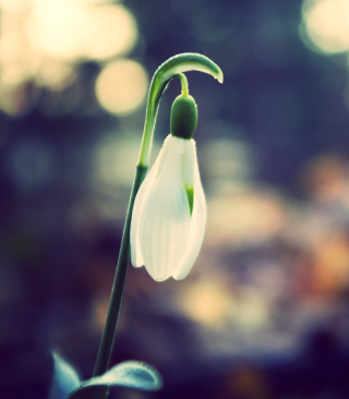 Snowdrop Bokeh Background for 640x1136