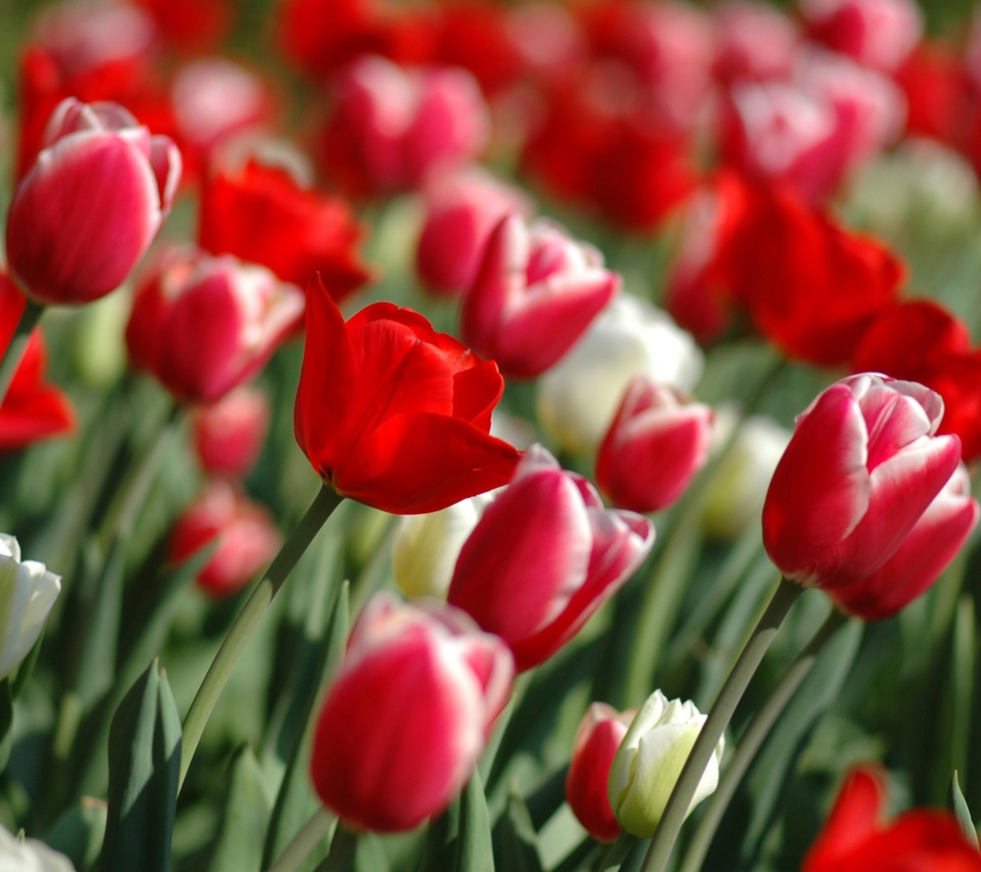 Tulips on Mainau, Bodensee screenshot #1 1080x960