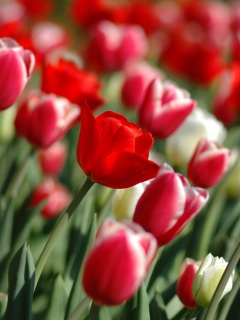 Tulips on Mainau, Bodensee wallpaper 240x320