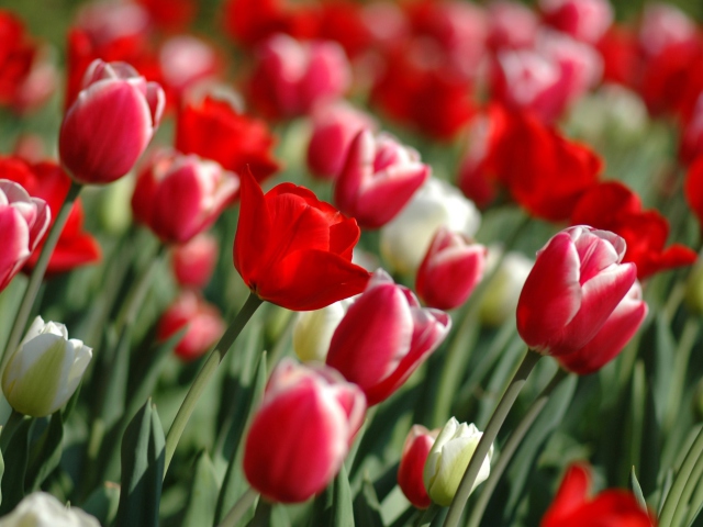 Обои Tulips on Mainau, Bodensee 640x480