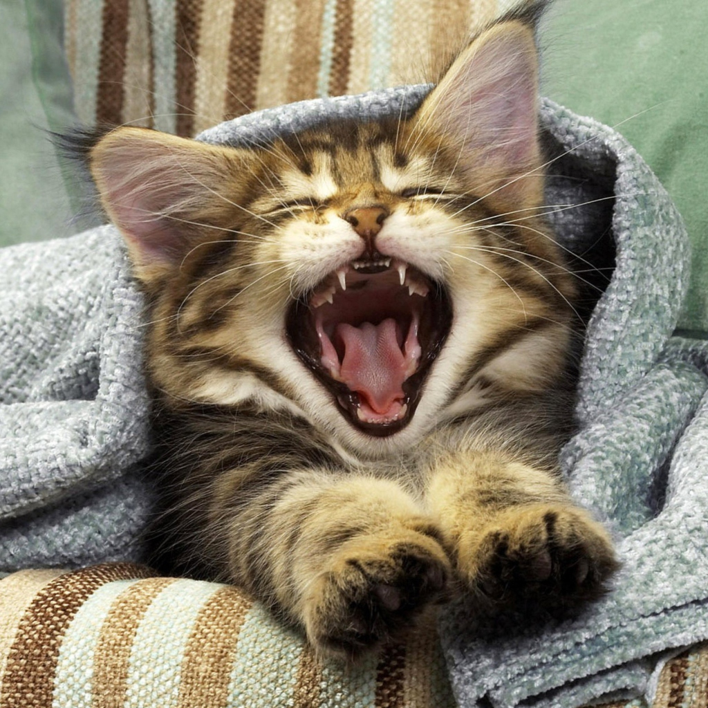 Das Kitten Yawning Wallpaper 1024x1024