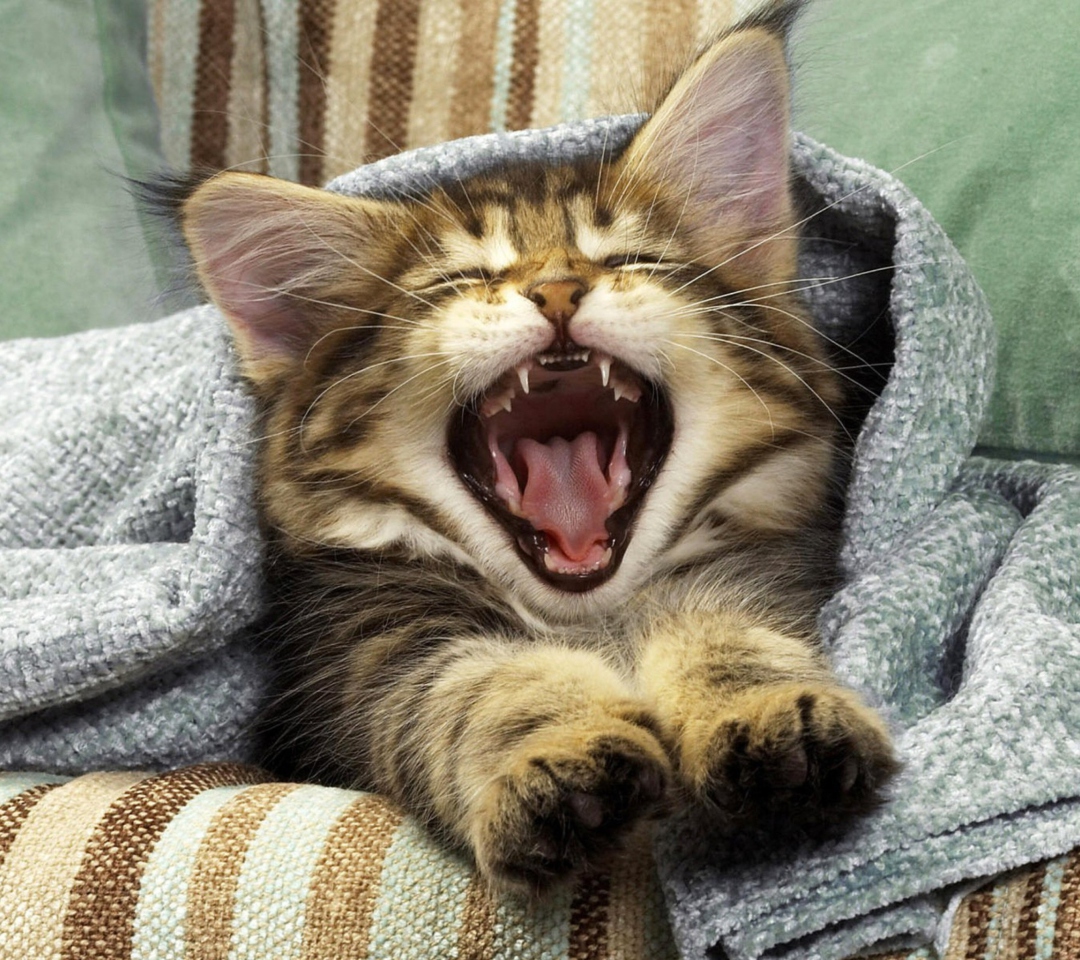 Kitten Yawning wallpaper 1080x960
